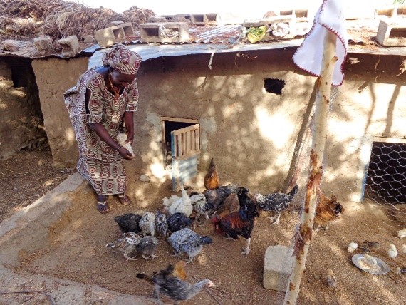 Appui aux Filières Agro-Sylvo-Pastorales