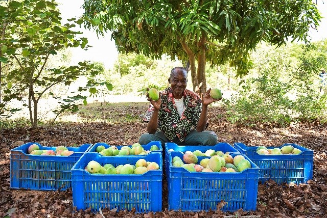 Agriculture Contractuelle Mangue Bio (PACMB)