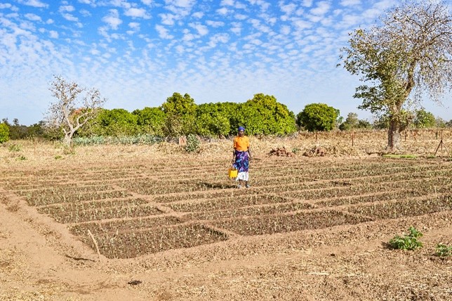 Adaptation Agricole au Changement Climatique (PAPACCER)